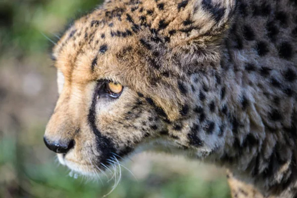 Geparden Porträt Acinonyx Jubatus Der Natur — Stockfoto