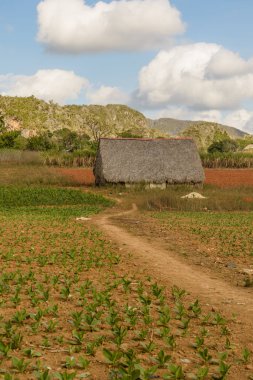 İçinde hangi o üretilen tütün bitki dünya puro en iyi ekilen Vinales Vadisi görüntüleyin. Küba, Pinar del Rio eyaletinde.