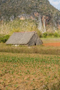 İçinde hangi o üretilen tütün bitki dünya puro en iyi ekilen Vinales Vadisi görüntüleyin. Küba, Pinar del Rio eyaletinde.