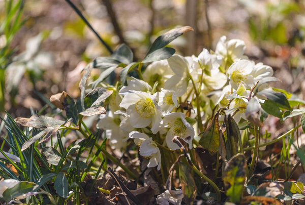 Helleborus in organic garden.Despite names such as winter rose, Christmas rose and Lenten rose hellebores are not closely related to the rose family Rosaceae.Many hellebore species are poisonous.