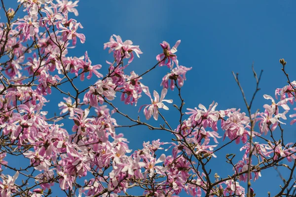 Fleurs Roses Étoile Magnolia Magnolia Stellata Avec Ciel Bleu Arrière — Photo