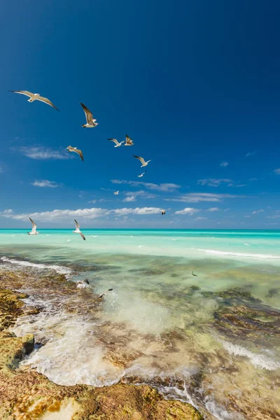 Natur Pozadí Racky Letící Nad Mořem Bílé Racky Pozadí Modré — Stock fotografie