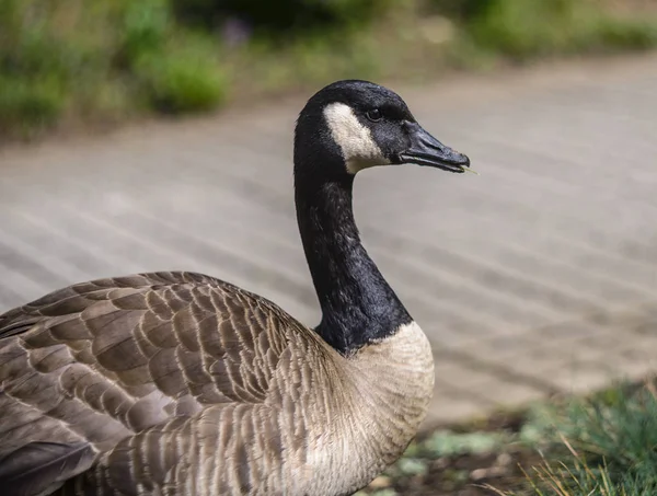 Portrait Canadian Goose White Black Head Neck — Stock Photo, Image