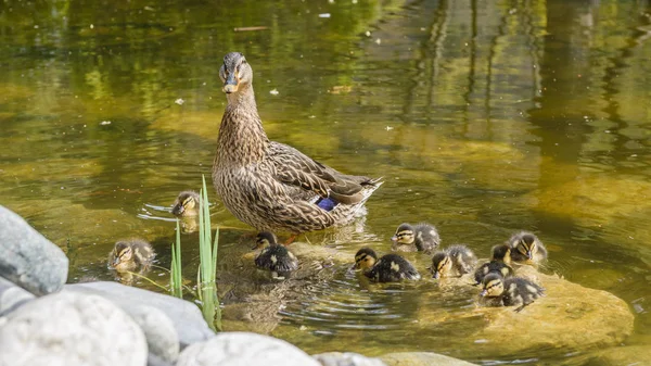 Mallard Duck Met Baby Eendjes Zwemmen Rustig Water — Stockfoto