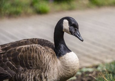 Beyaz, siyah kafalı ve boynu olan Kanadalı kaz portresi.