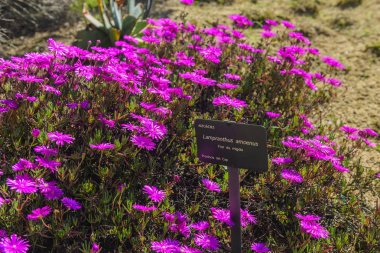 Lampranthus ilkbaharda çiçek açar. Güney Afrika'dan güzel küçük pembe çiçekler.