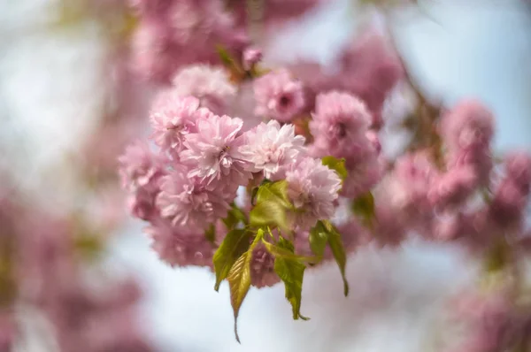 Vicino Fiori Rosa Ciliegio Giardino Fiore Ciliegio Fiore Diversi Alberi — Foto Stock