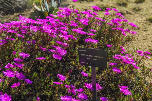 Lampranthus Amoenus Fleur Printemps Belles Petites Fleurs Roses Afrique Sud — Photo