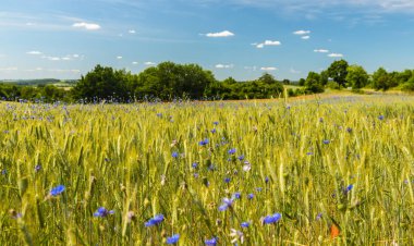 Bir alanda çiçek haşhaş ve Mısır çiçekler arka plan çiçeklenme. Doğa.