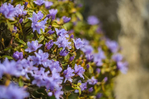 Цветок Синего Карлика Рододендрона Rhododendron Impeditum Китая — стоковое фото