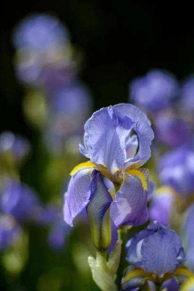 Flores Florescentes Íris Lilás Violeta Crescem Canteiro Flores Natureza Fundo — Fotografia de Stock