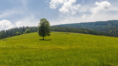 Yeşil alan veya arka planda çim ve mavi gökyüzü yeşil alanda bahar ağacı ile bir çayır yalnız ağaç. 