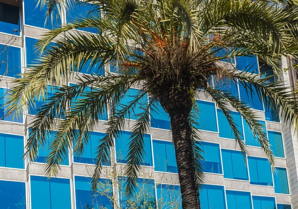 Tronco Palmera Con Hojas Verdes Contra Moder Ventanas Azules —  Fotos de Stock