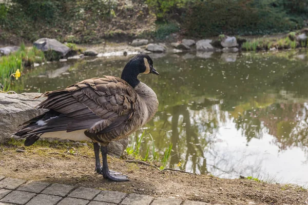 Porträt Der Kanadischen Gans Mit Weißem Und Schwarzem Kopf Und — Stockfoto