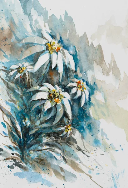 Sällsynta Edelweiss Blommor Växer Höglandet Bild Skapad Med Akvareller — Stockfoto
