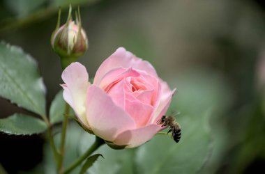Bahçede bal arısı olan pembe gülü kapat..