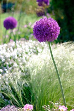 Bir bahçe Allium çiçek kafasından