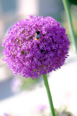 Allium çiçek çiçeklenme ve arı kapat