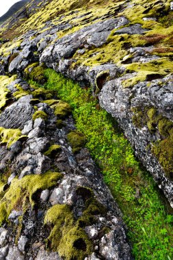 volkanik lav manzara ve İzlanda üzerinde vegitation kırık