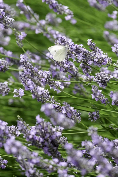 Капуста Білий Метелик Зупинитися Бузкове Цвітіння — стокове фото