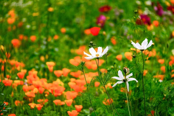 Flores de pradera — Foto de Stock