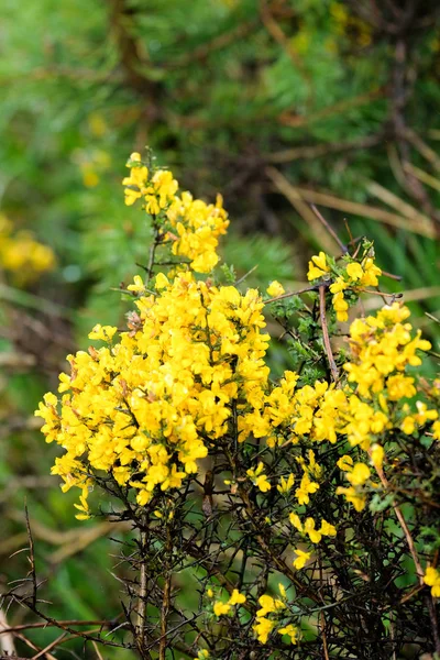 Yellow gorse — Stock Photo, Image