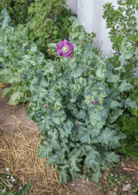 Afyon haşhaş tüm bitki ve tomurcuk Papaver Somniferum 