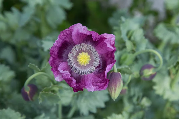 Afyon haşhaş çiçeği ve tomurcuk Papaver Somniferum 