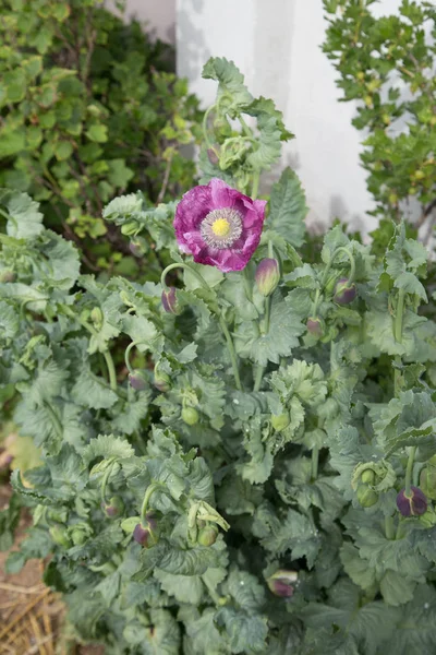 Ülke bahçe süs papaver somniferum afyon haşhaş bitki 