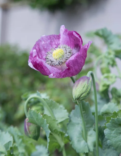 Afyon haşhaş çiçeği ve tomurcuk Papaver Somniferum 