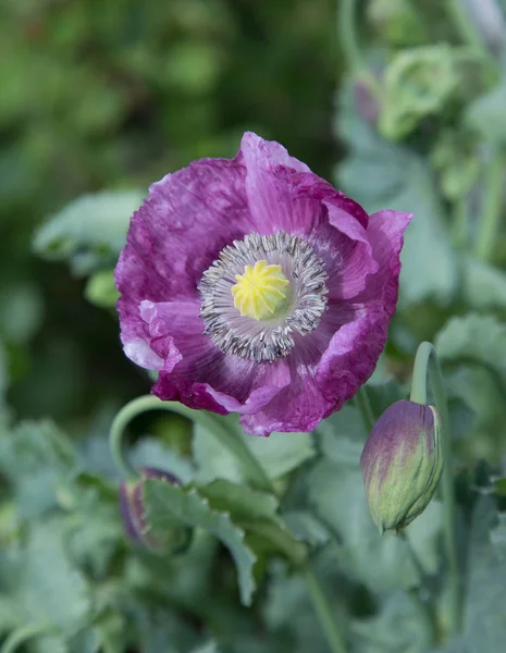 Afyon haşhaş çiçeği ve tomurcuk Papaver Somniferum 