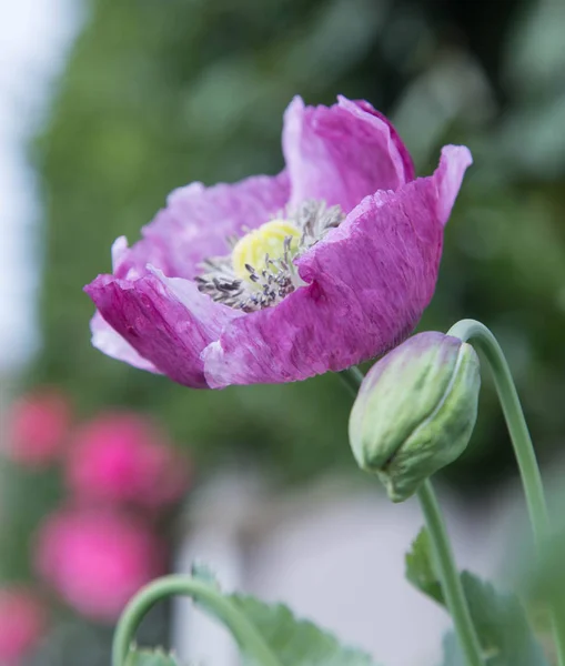 Afyon haşhaş çiçeği ve tomurcuk Papaver Somniferum 