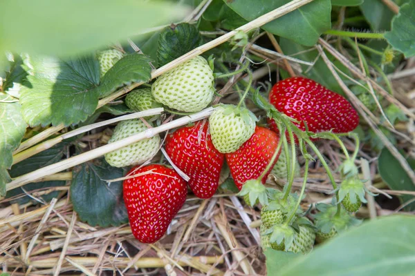 Strawberry plant with berries on a straw bed