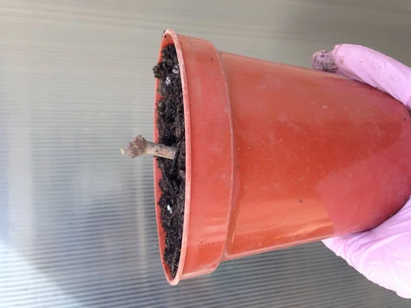 Bir pot yayılımı içinde dikilmiş bir Dahlia yumru