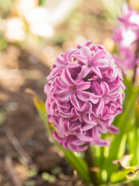 Pembe Sümbül Çingene Kraliçe Çiçek Görünümü bir İngiliz bahçesinde çiçek ilk çiçek çiçek, kokulu sümbül 