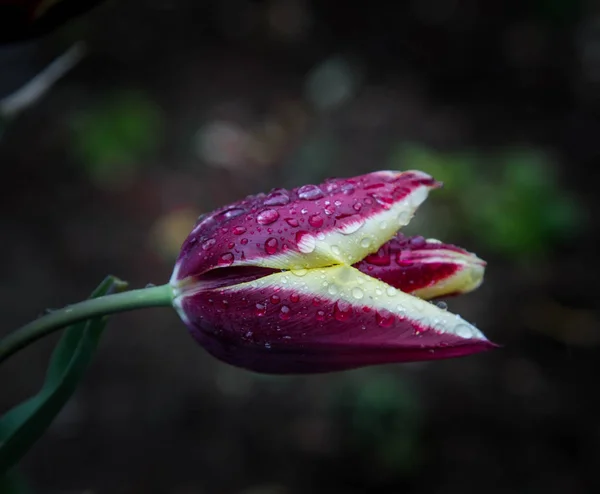 花びらの雨滴が付いたチューリパ ガボタ — ストック写真