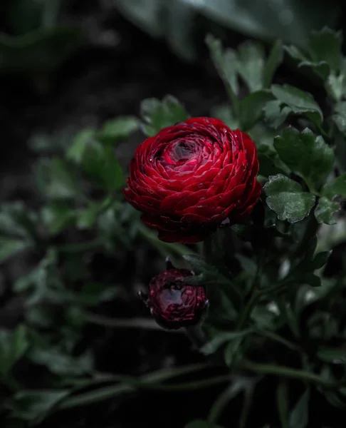 night flower deep dark red ranunculus buttercup bloom
