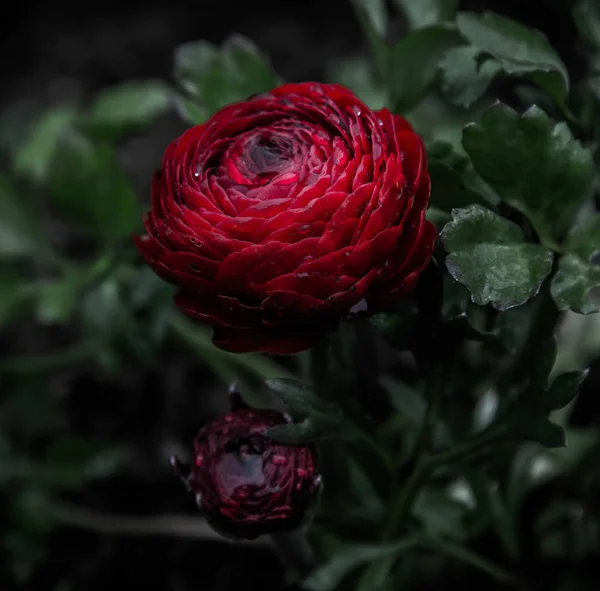 night flower deep dark red ranunculus buttercup bloom