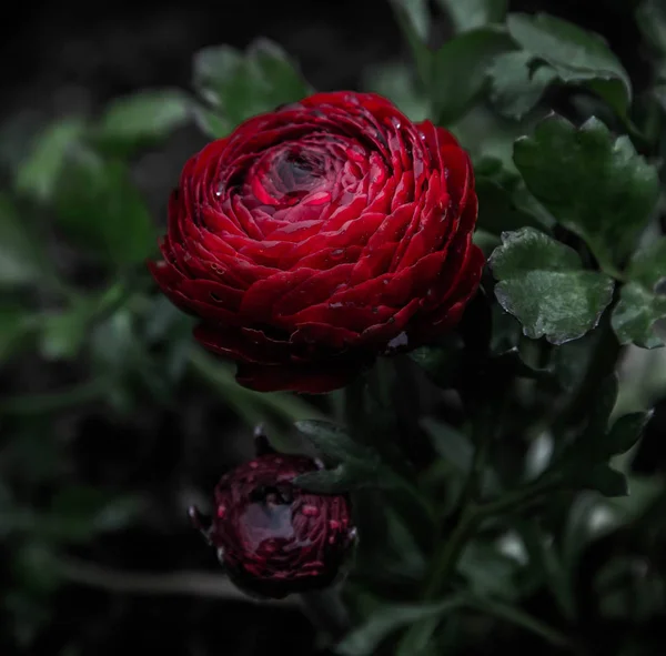 gece çiçek derin koyu kırmızı ranunculus buttercup çiçek