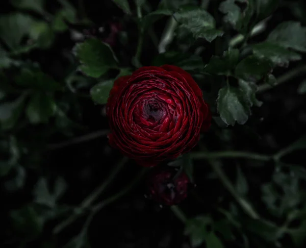 night flower deep dark red ranunculus buttercup bloom