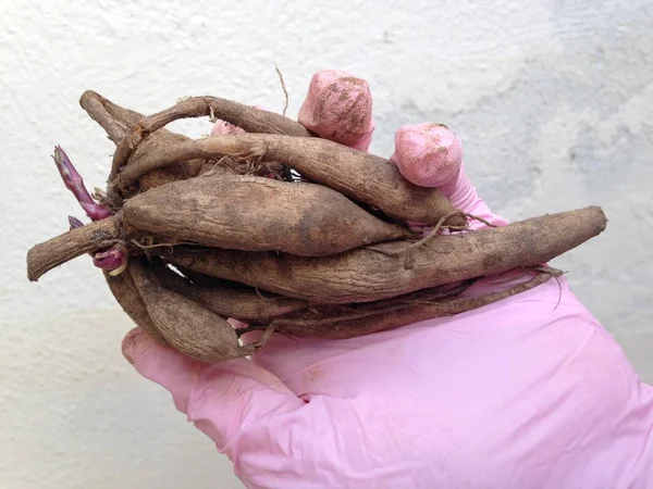 El wering pembe bahçe eldiven idamı yumrular tutan 