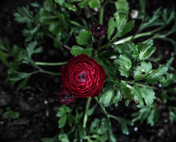 koyu kırmızı buttercup ranunculus çiçek aşağı bakmak