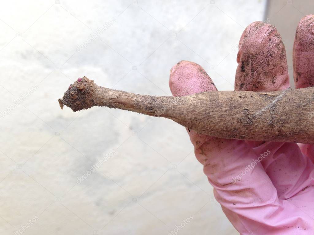 Hand holding a dahlia tuber with an eye (bud) after clump division