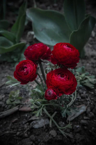 Derin kırmızı buttercup ranunculus Demet 