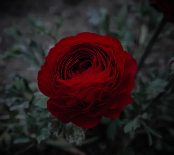derin koyu kırmızı ranunculus buttercup çiçek yaprakları 