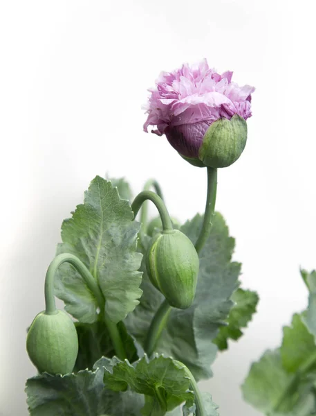 Papaver somniferum afyon büyük haşhaş tomurcuk çiçek açılması