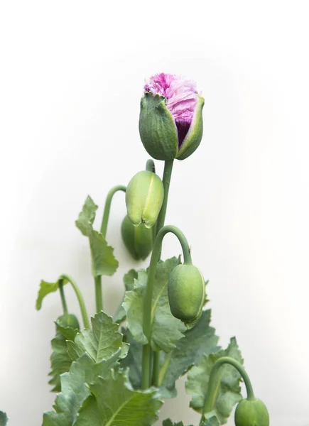 Papaver somniferum afyon haşhaş tomurcuk çiçek beyaz bir arka plan üzerinde açılması