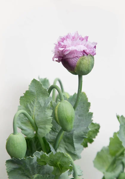 Papaver somniferum afyon haşhaş tomurcuk çiçek gri bir arka plan üzerinde açılması