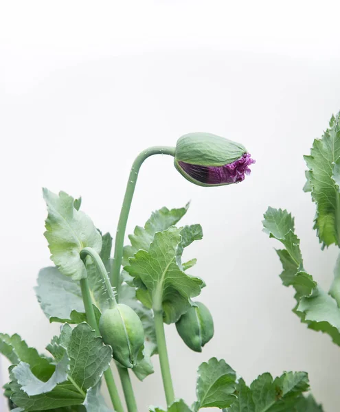 Bahçede beyaz arka plan papaver haşhaş bitki tomurcuk