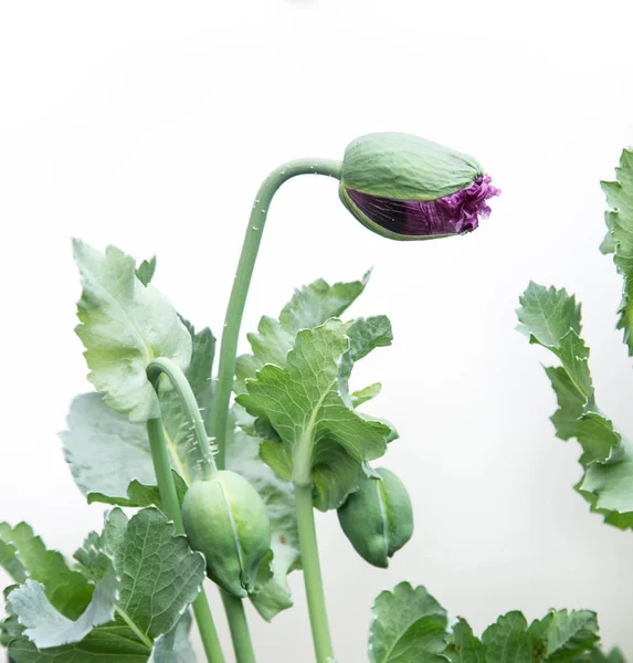 Bahçede beyaz arka plan papaver haşhaş bitki tomurcuk